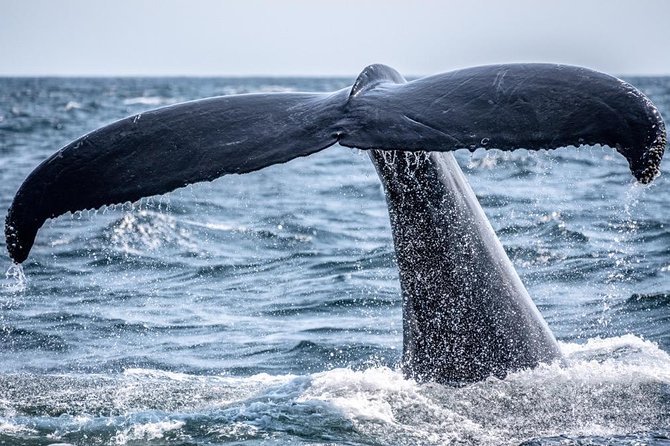 Waikiki, Oahu 2-Hour Whale Watching: Guaranteed Sightings - Reading the whale-watching itinerary