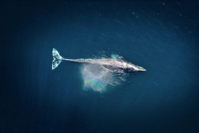 Waikiki, Oahu 2-Hour Whale Watching: Guaranteed Sightings - Captain Jamie and the crew’s role