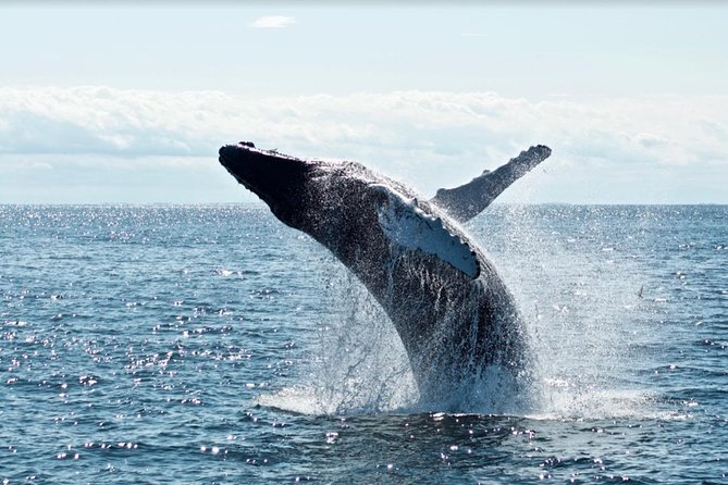 Waikiki, Oahu 2-Hour Whale Watching: Guaranteed Sightings - Is $45.31 good value?