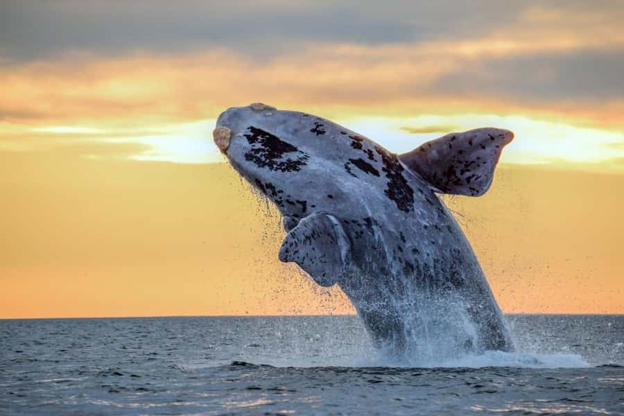 Waikiki: Sunset Whale Watching with 2 Drinks (BYOB-Friendly) - Key points to know before sailing