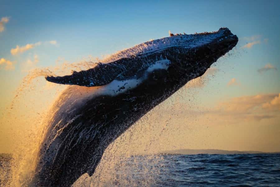 Waikiki: Sunset Whale Watching with 2 Drinks (BYOB-Friendly) - Setting out from Pier E at Ala Moana Harbor