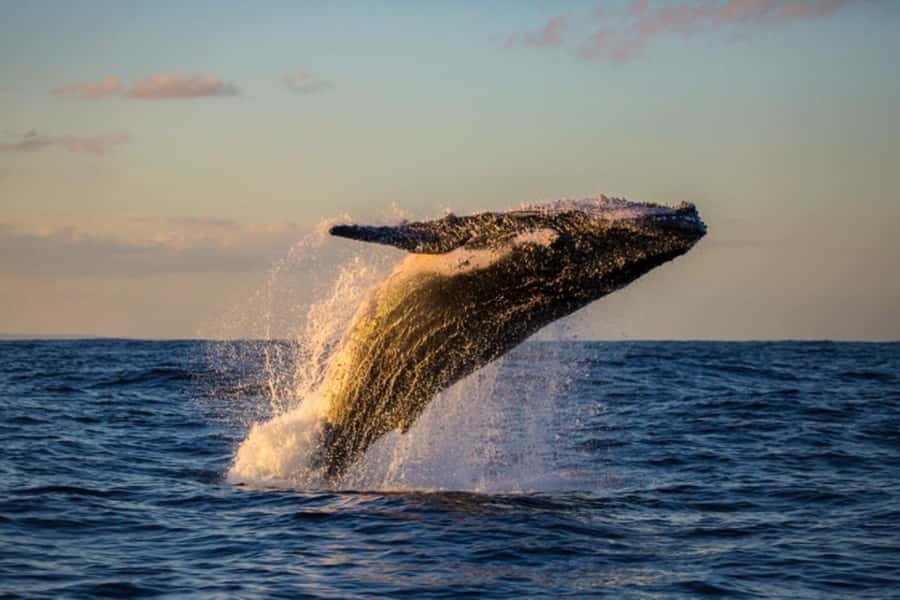 Waikiki: Sunset Whale Watching with 2 Drinks (BYOB-Friendly) - Sunset views of Diamond Head and Waikiki