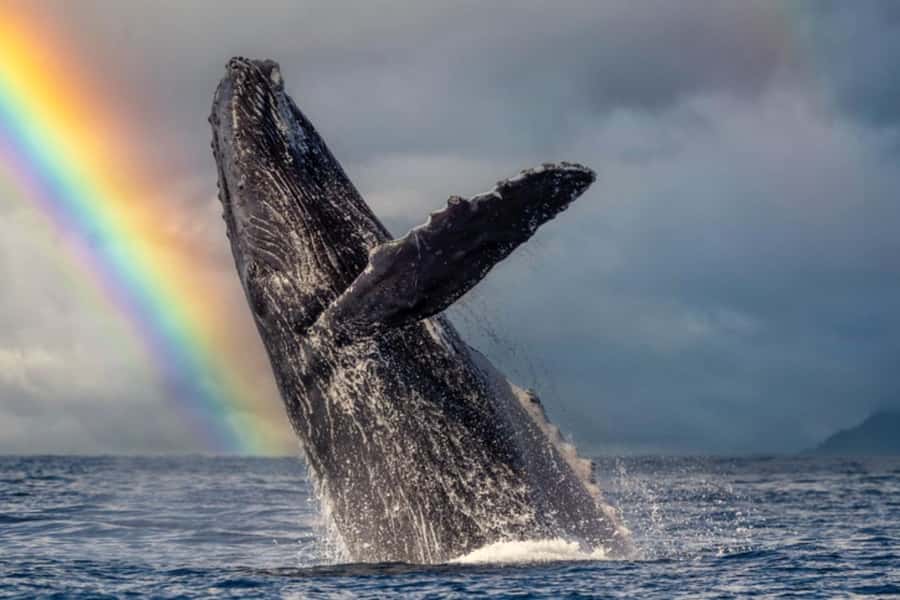 Waikiki: Sunset Whale Watching with 2 Drinks (BYOB-Friendly) - Practical ways to make the evening better
