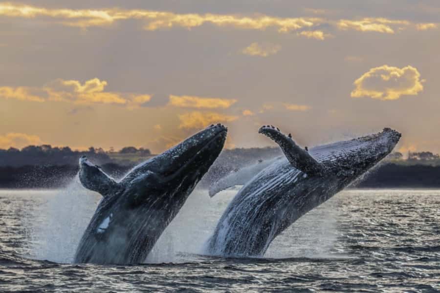 Waikiki: Sunset Whale Watching with 2 Drinks (BYOB-Friendly) - Should you book the Waikiki sunset whale cruise?