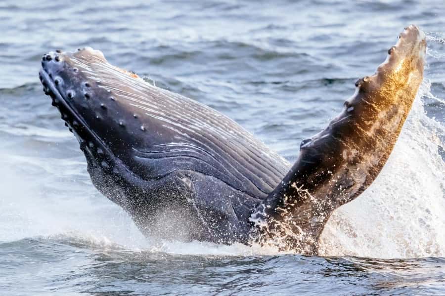 Waikiki: Sunset Whale Watching with 2 Drinks (BYOB-Friendly) - Watching humpbacks during Hawaii’s winter season