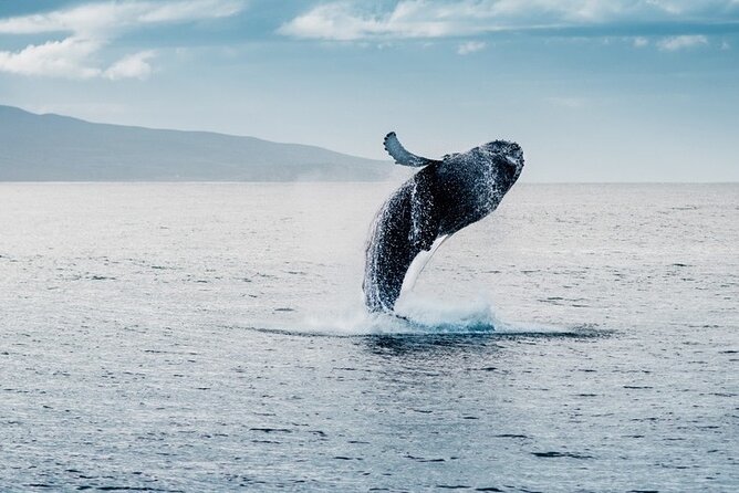 Waikiki Whale Watching Cruise - Two Hours Along Waikiki Shore