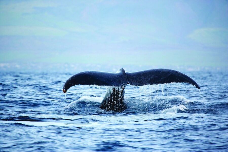Waikoloa Deluxe Catamaran Whale Watch - A short whale cruise from Anaeho‘omalu Bay