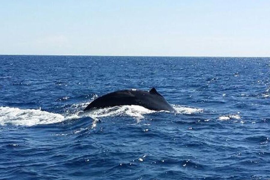 Waikoloa Deluxe Catamaran Whale Watch - What the 90-minute route gives you