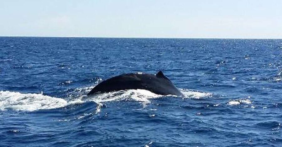 Waikoloa Deluxe Catamaran Whale Watch - Choosing between Holona and Spirit of Aloha