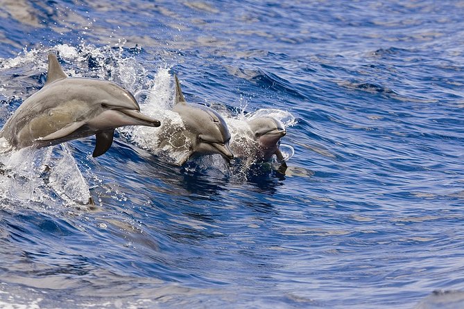 Waikoloa Deluxe Whale Watch - Key points to know before you book