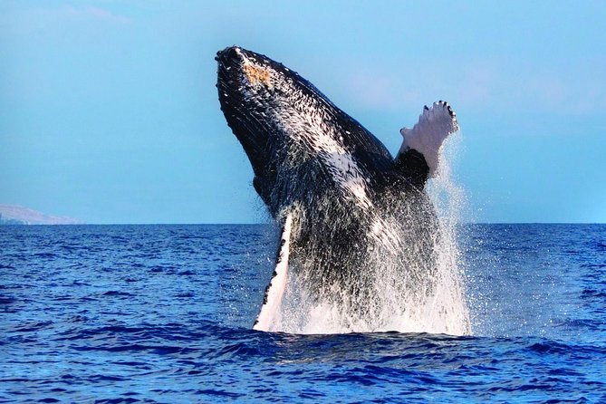 Waikoloa Deluxe Whale Watch - A short cruise with a big payoff