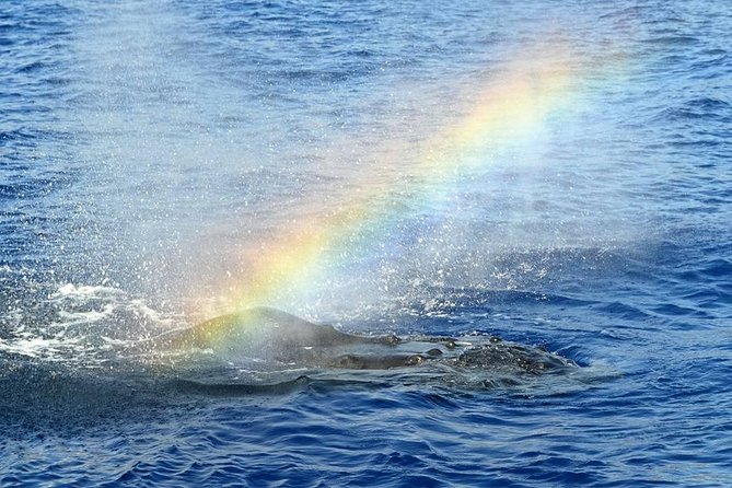 Waikoloa Deluxe Whale Watch - What the whale watching can be like