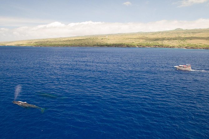 Waikoloa Deluxe Whale Watch - Practical details before you go