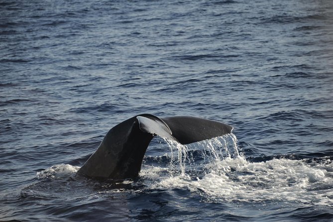 Waitukubuli Dolphin and Whale Watch in Dominica - Why Dominica is a strong place for whale watching