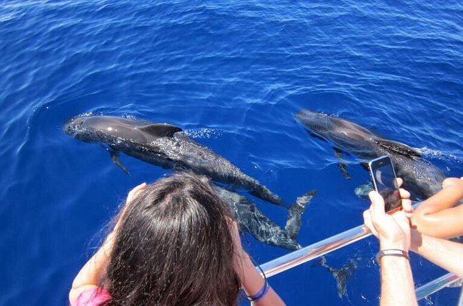 Waitukubuli Dolphin and Whale Watch in Dominica - Searching for sperm whales, dolphins, and more