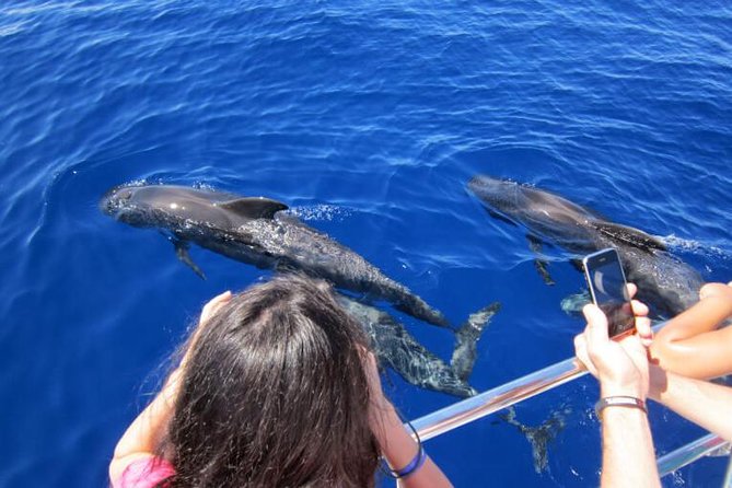 Waitukubuli Dolphin and Whale Watch in Dominica - What the best guides add