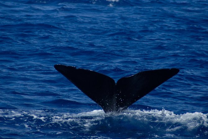 Waitukubuli Dolphin and Whale Watch in Dominica - What a successful sighting feels like