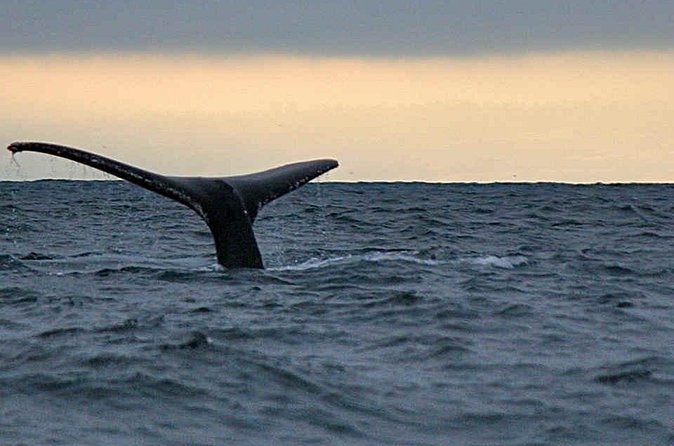 Waitukubuli Dolphin and Whale Watch in Dominica - When the sea stays empty