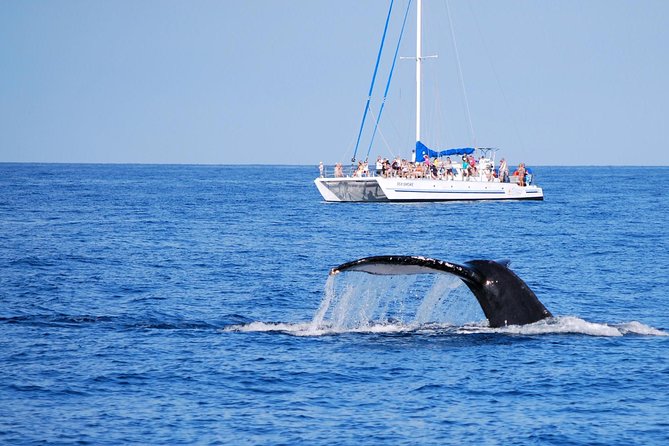 Wake Up With the Whales Cruise on Seasmoke - Why this Big Island whale cruise works so well