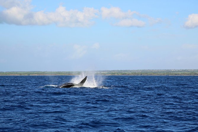 Wake Up With the Whales Cruise on Seasmoke - The beach transfer and catamaran boarding