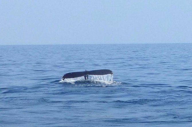 Wake Up With the Whales Cruise on Seasmoke - Getting to ʻAnaehoʻomalu Bay for the 8 a.m. start
