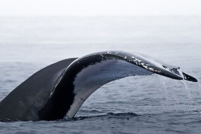 Watch and Swim with Humpback Whales in Moorea - Meeting the boat at Coco Beach