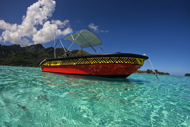 Watch and Swim with Humpback Whales in Moorea - Watching first, swimming only when appropriate