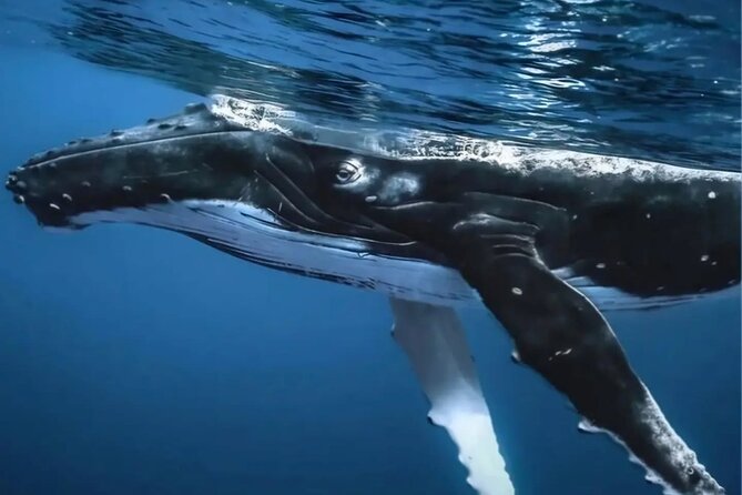 Watch and Swim with Humpback Whales in Moorea - The special possibility of a sperm whale