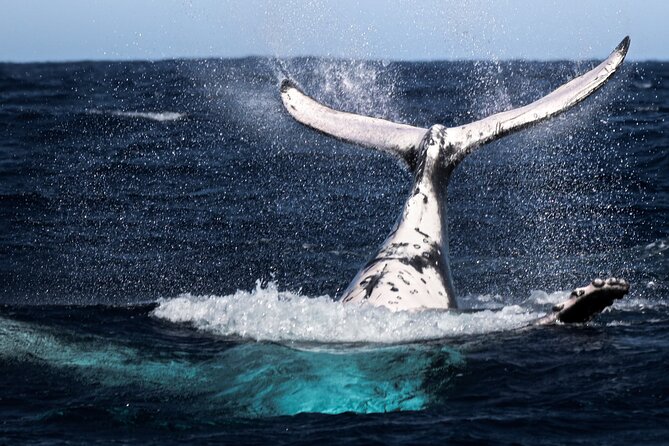 Watch and Swim with Humpback Whales in Moorea - What the small boat changes