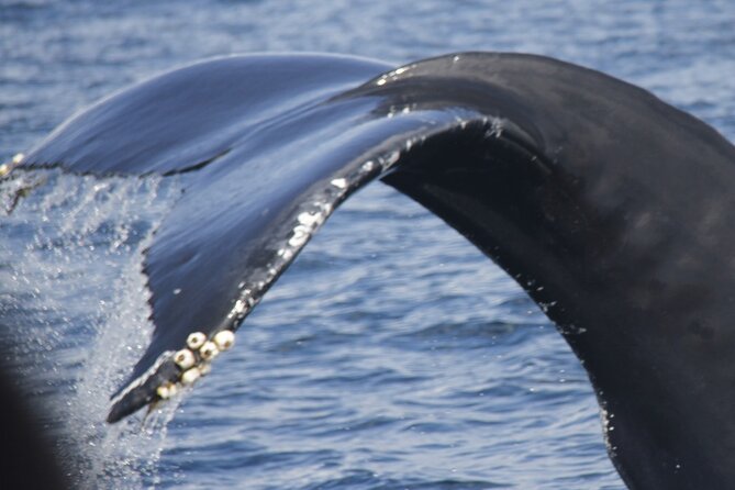 Watching whales and dolphins on Terceira Island - Key points to know before booking
