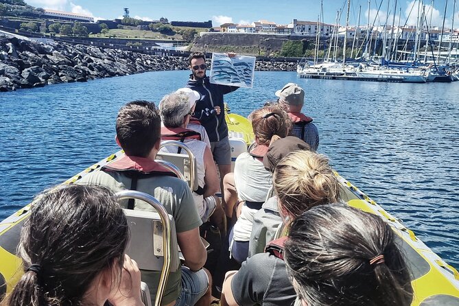 Watching whales and dolphins on Terceira Island - Why Terceira is a strong place for cetacean watching