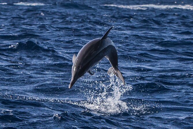 Watching whales and dolphins on Terceira Island - The small speedboat makes a real difference