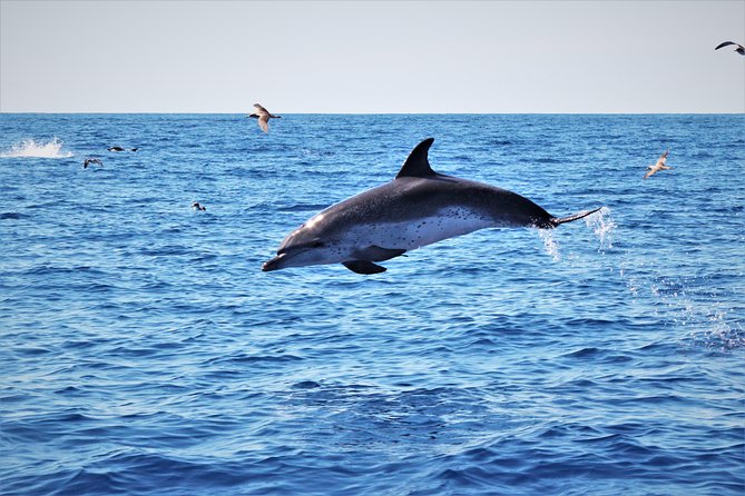 Watching whales and dolphins on Terceira Island - How the Monte Brasil watchman improves your odds