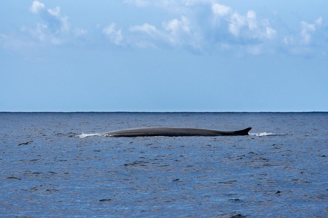 Watching whales and dolphins on Terceira Island - What the three-hour outing can look like