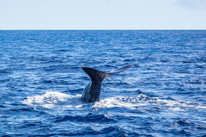 Watching whales and dolphins on Terceira Island - The kinds of sightings you might get