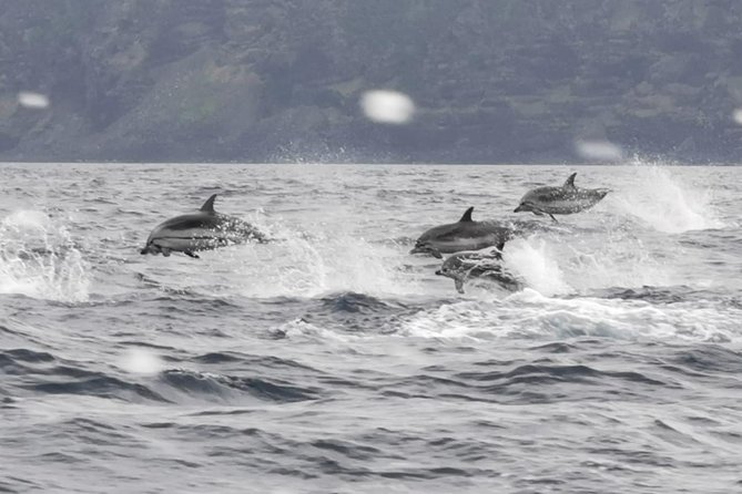 Watching whales and dolphins on Terceira Island - Weather can change the whole plan