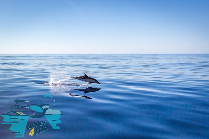 Watching whales and dolphins on Terceira Island - Is $78.64 good value?