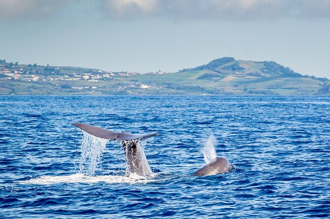Watching whales and dolphins on Terceira Island - Meeting at 8:30 a.m. in Angra do Heroísmo