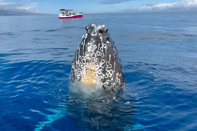 West Maui Sunset Whale Watch - Key points to know before you book