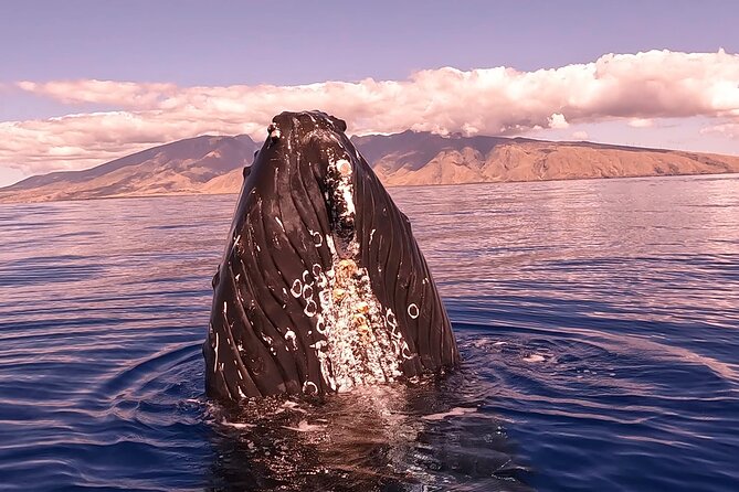 West Maui Sunset Whale Watch - Why this sunset cruise works so well