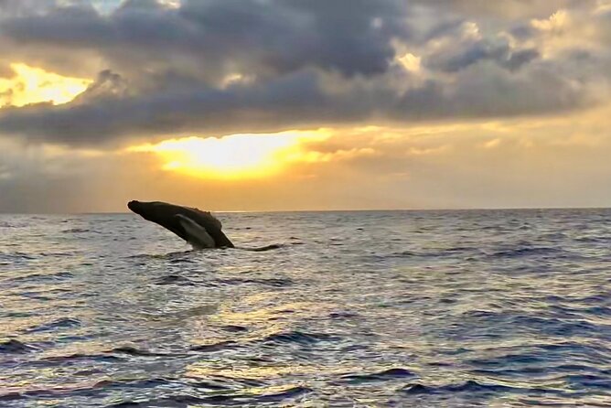 West Maui Sunset Whale Watch - What the two-hour itinerary feels like