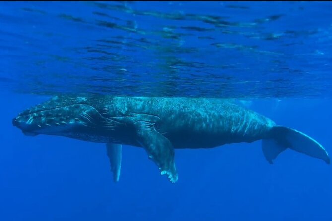 West Maui Sunset Whale Watch - The boat, seating, and sightlines