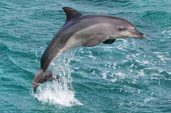 West Oahu Deluxe Whale Watching Sail - Whale sightings are the main gamble