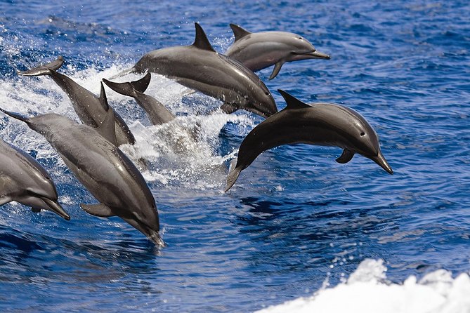 West Oahu Deluxe Whale Watching Sail - Who will enjoy this trip most