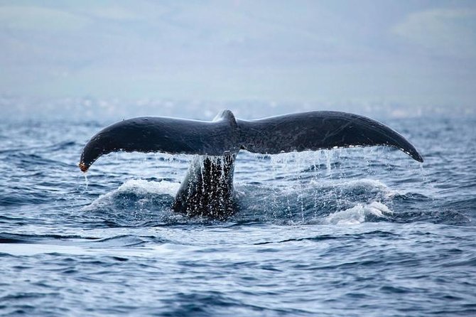 West Oahu Deluxe Whale Watching Sail - The Waianae coast is part of the attraction