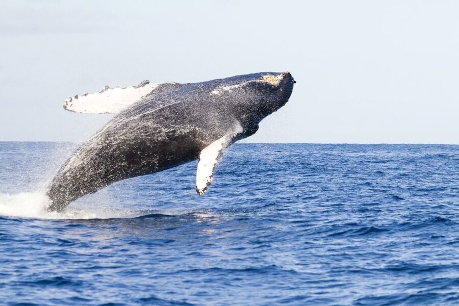 West Oahu: Eco-Friendly Whale Watching Cruise - Key points at a glance