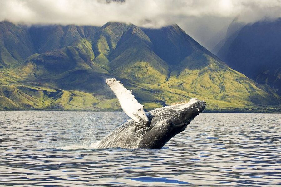 West Oahu: Eco-Friendly Whale Watching Cruise - Setting out from Waiʻanae Small Boat Harbor