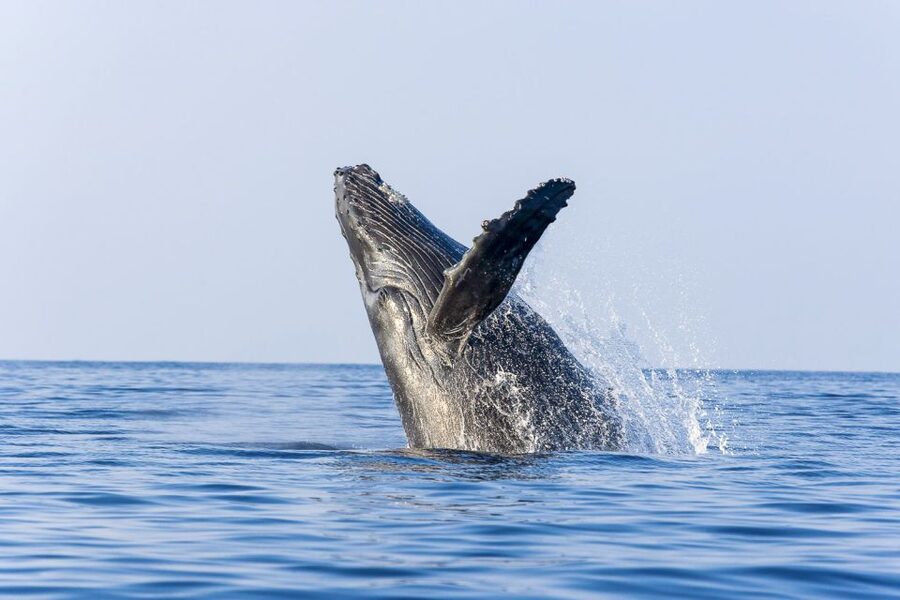 West Oahu: Eco-Friendly Whale Watching Cruise - Whale watching along Oʻahu’s west coast