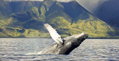 West Oahu: Eco-Friendly Whale Watching Cruise