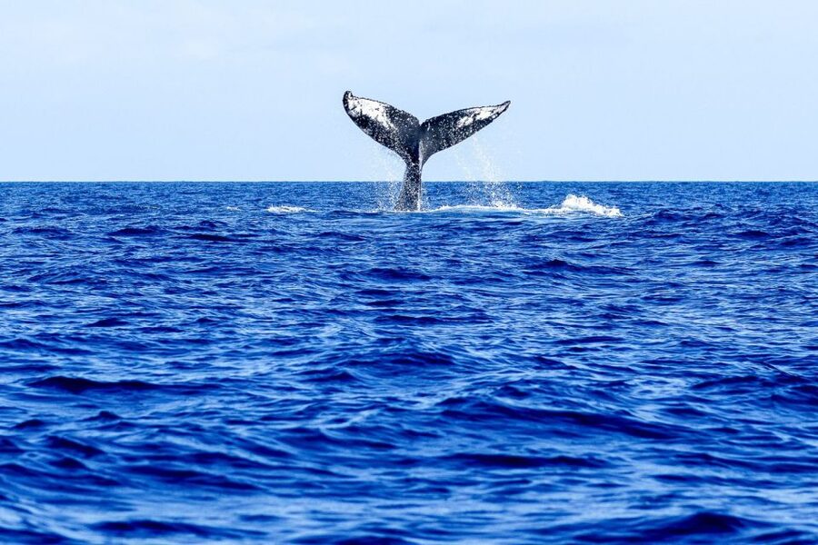 West Oahu: Eco-Friendly Whale Watching Cruise - Why the $89 price can make sense